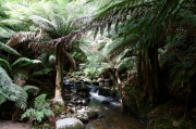 04 - Liffey Falls (4)